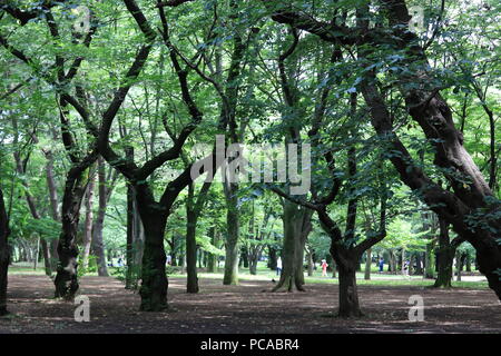 Parc Yoyogi, Shibuya, Tokyo, Japon Banque D'Images