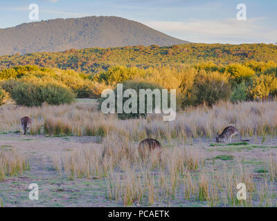 Dans les kangourous sauvages Wilsons Promontory National Park, Victoria, Australie, Pacifique Banque D'Images