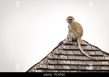 Un singe regarde autour de toit carrelée Banque D'Images