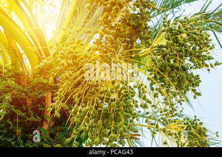 Les jeunes verts Date palm aux beaux jours près. Banque D'Images