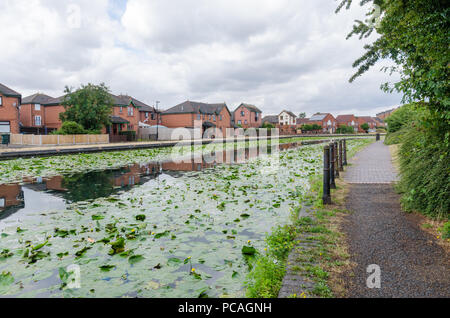 Le canal de Birmingham dans Tipton, Dudley qui s'étend entre Birmingham et Wolverhampton de nénuphars poussant dans l'eau non polluée Banque D'Images