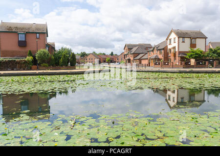 Le canal de Birmingham dans Tipton, Dudley qui s'étend entre Birmingham et Wolverhampton de nénuphars poussant dans l'eau non polluée Banque D'Images