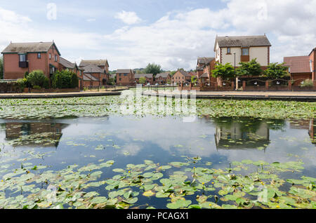 Le canal de Birmingham dans Tipton, Dudley qui s'étend entre Birmingham et Wolverhampton de nénuphars poussant dans l'eau non polluée Banque D'Images