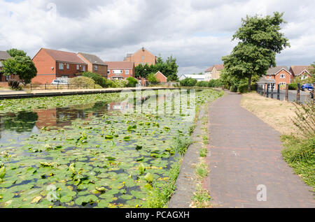 Le canal de Birmingham dans Tipton, Dudley qui s'étend entre Birmingham et Wolverhampton de nénuphars poussant dans l'eau non polluée Banque D'Images