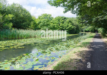 Le canal de Birmingham dans Tipton, Dudley qui s'étend entre Birmingham et Wolverhampton de nénuphars poussant dans l'eau non polluée Banque D'Images