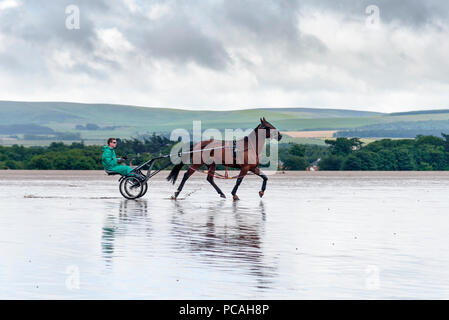 19-07-15 Belhaven Bay, Dunbar, East Lothian, Scotland, UK. Cheval et au trot sulky sur Belhaven beach. Photo : © Simon Grosset Banque D'Images