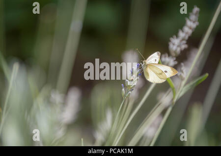 Papillon blanc reposant sur des fleurs de lavande. Banque D'Images