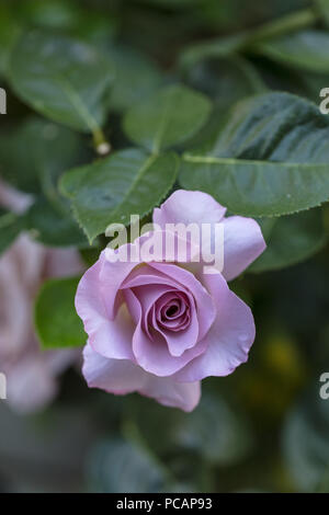 'Temps des valses Hybrid Tea Rose, Tehybridros (Rosa) Banque D'Images