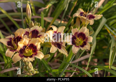 "Piano Man", l'hémérocalle (Hemerocallis) Daglilja Banque D'Images