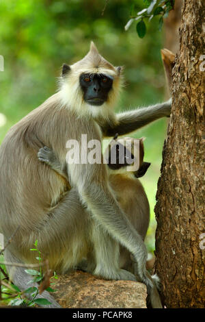 Langur Hanuman ou langur gris, sanctuaire de vie sauvage Chinnar, Kerala Banque D'Images