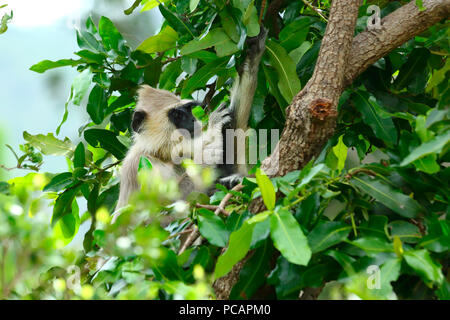 Langur Hanuman ou langur gris, sanctuaire de vie sauvage Chinnar, Kerala Banque D'Images