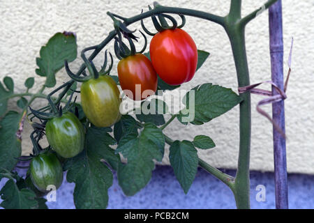 Gradient coloré du mûrissement des tomates Banque D'Images