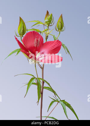 Hibiscus coccineus, belles fleurs rouge vif, alias scarlet rosemallow, Texas star, hibiscus, brillant et écarlate d'hibiscus. Sur fond uni. Banque D'Images