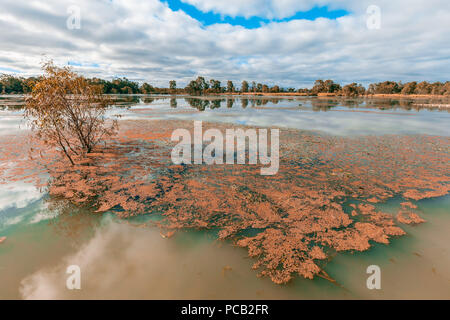 La production d'arbres Eucalyptus hors de l'eau dans la région de Murray River, Australie du Sud Banque D'Images