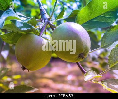 Close-up de deux petites pommes vertes ensemble sur une branche du pommier, fruits Banque D'Images