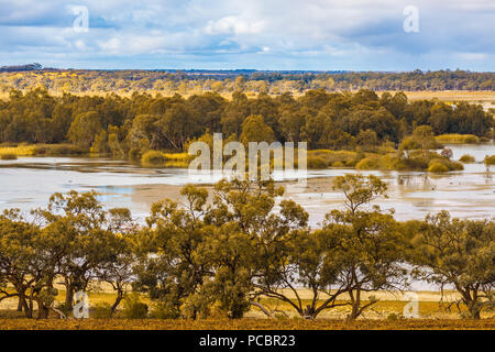 Sur eucalyptus Mallee Murray River dans la région de Riverland, Australie du Sud Banque D'Images