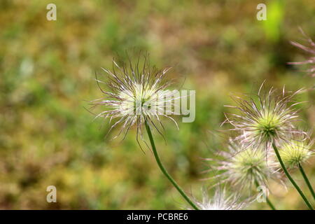 Pulsatilla vulgaris Anémone pulsatille ou ou ou ou pasqueflower Pasqueflower européen danois sang fleurs violettes en graines jardin local sur feuilles vertes Banque D'Images