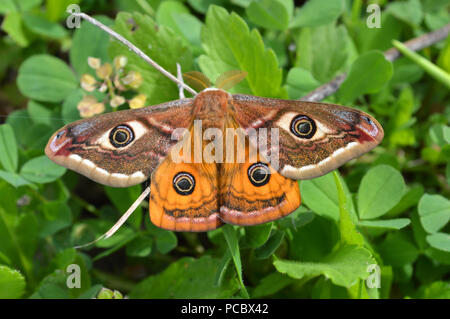 Papillon de nuit de l'empereur, l'empereur d'amphibien, Saturnia pavonia, petit papillon empereur Banque D'Images