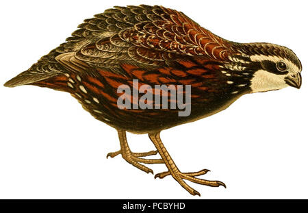 54 Le Pingouin (1898) (Colinus virginianus) Banque D'Images