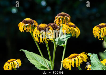 Les capitules d'un coeur-leaved ox eye (telekia speciosa) Banque D'Images