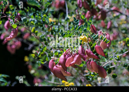 Les fruits translucides, gonflés d'une vessie commune senna (Colutea arborescens) Banque D'Images