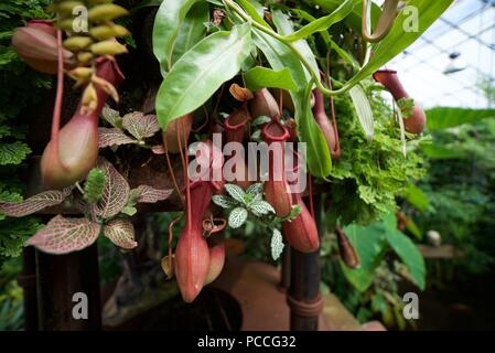 Un groupe de scieries de la sarracénie également connu sous le nom de Nepenthes mirabilis piège du piège. Une plante carnivore avec des pièges à fosse pour attraper les mouches. Banque D'Images