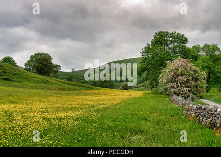 Une fleur jaune rempli prairie de la Yorkshire Dales. Banque D'Images