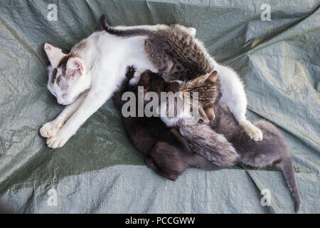 Chat blanc avec quatre petits chatons Banque D'Images