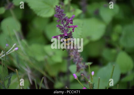 Abeille sur des plantes à feuilles mobiles violet Banque D'Images