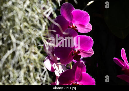 L'Orchidaceae sont diverses et d'une famille de plantes très répandue, avec des algues qui sont souvent colorée et odorante. Banque D'Images