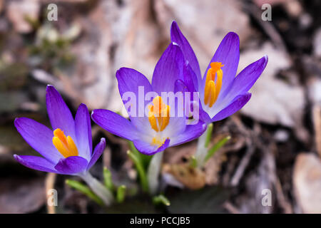 Crocus est un genre de plantes de la famille comprenant 90 espèces de vivaces tubéreuses de plus en plus. Banque D'Images