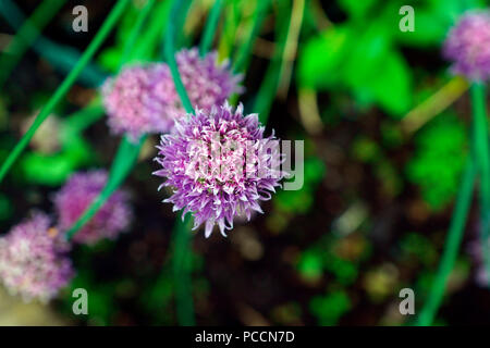 La ciboulette en fleur Banque D'Images
