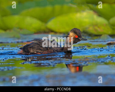 Grèbe à cou noir en plumage nuptial natation Banque D'Images