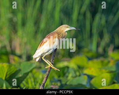 Crabier chevelu en plumage nuptial perché Banque D'Images