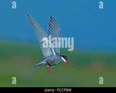 Guifette moustac en plumage nuptial en vol Banque D'Images