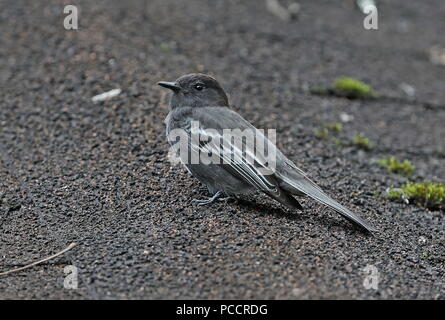 (Phoebe Sayornis nigricans noir angustirostris) reposant sur des adultes en forêt Podocarpus National Park, l'Équateur Février Banque D'Images