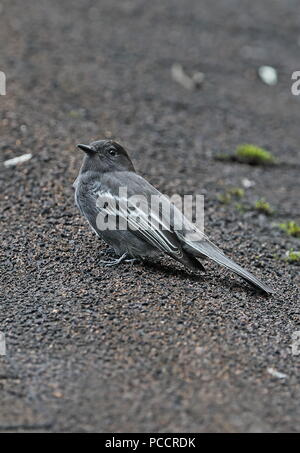 (Phoebe Sayornis nigricans noir angustirostris) reposant sur des adultes en forêt Podocarpus National Park, l'Équateur Février Banque D'Images