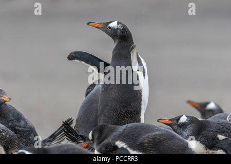 Manchots dans une rookerie dans les îles Falkland Banque D'Images