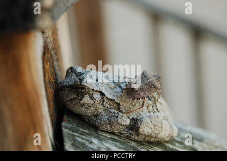 Grenouille d'arbre et Stink Bug Banque D'Images