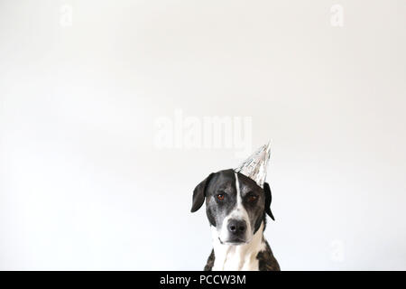 Celebration De L Anniversaire De Chien Blanc Photo Stock Alamy