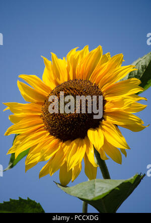 Tête de tournesol contre un ciel bleu profond Banque D'Images