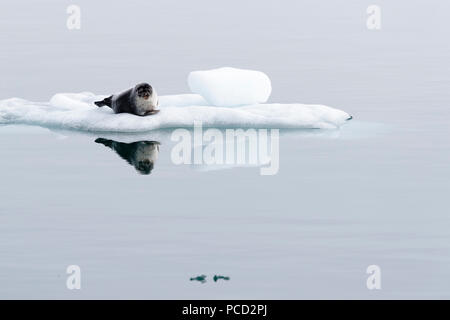 Phoque à capuchon sur la glace en France Banque D'Images