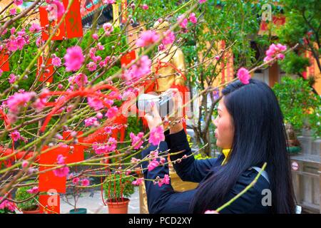 Cerisiers avec Lai Voir Enveloppes rouges pour le Nouvel An chinois, Hong Kong, Chine, Asie Banque D'Images
