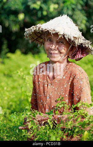 Femme dans un chapeau conique la récolte des piments dans un champ dans les régions rurales de Kampot, Cambodge, Indochine, Asie du Sud-Est, l'Asie Banque D'Images