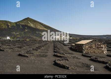 La Geria vignobles dans le sable de lave de Lanzarote, Canaries, Espagne, Europe, Atlantique Banque D'Images