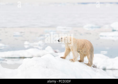 Ours polaire au Spitzberg Banque D'Images