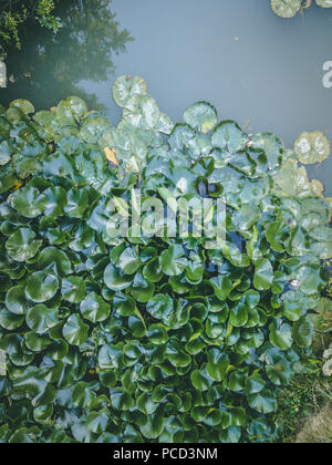 Regardez l'antenne du lac avec de l'eau plantes comme Lily et Lotus Banque D'Images