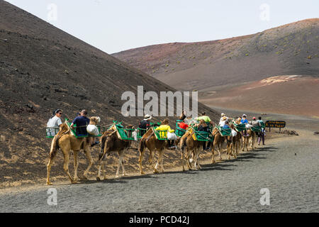 L'équitation de chameau touristiques dans la lave les sables du Parc National de Timanfaya, Lanzarote, Canaries, Espagne, Europe, Atlantique Banque D'Images