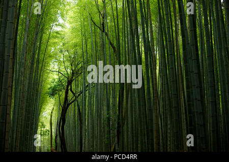 L'allée de bambous d'Arashiyama, Kyoto, Japon, Asie Banque D'Images