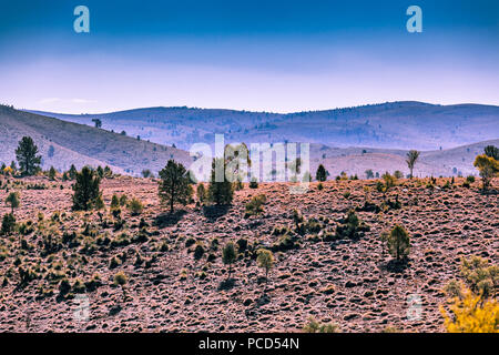 Les arbres qui poussent sur les collines du parc national de Ikara-Flinders en Australie du Sud Banque D'Images